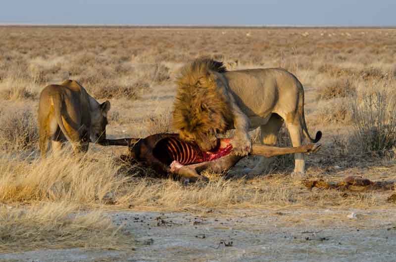 93 - Namibia - leones comiendo - parque nacional de Etosha